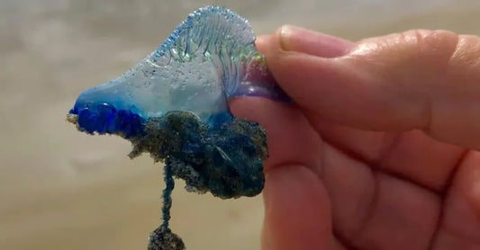 Portuguese Man o’ War vs. Jellyfish: Sting Differences & Relief