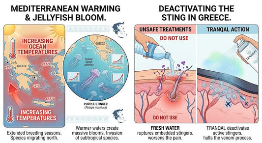 Jellyfish in Greece & the Mediterranean: Why Stings Are Rising