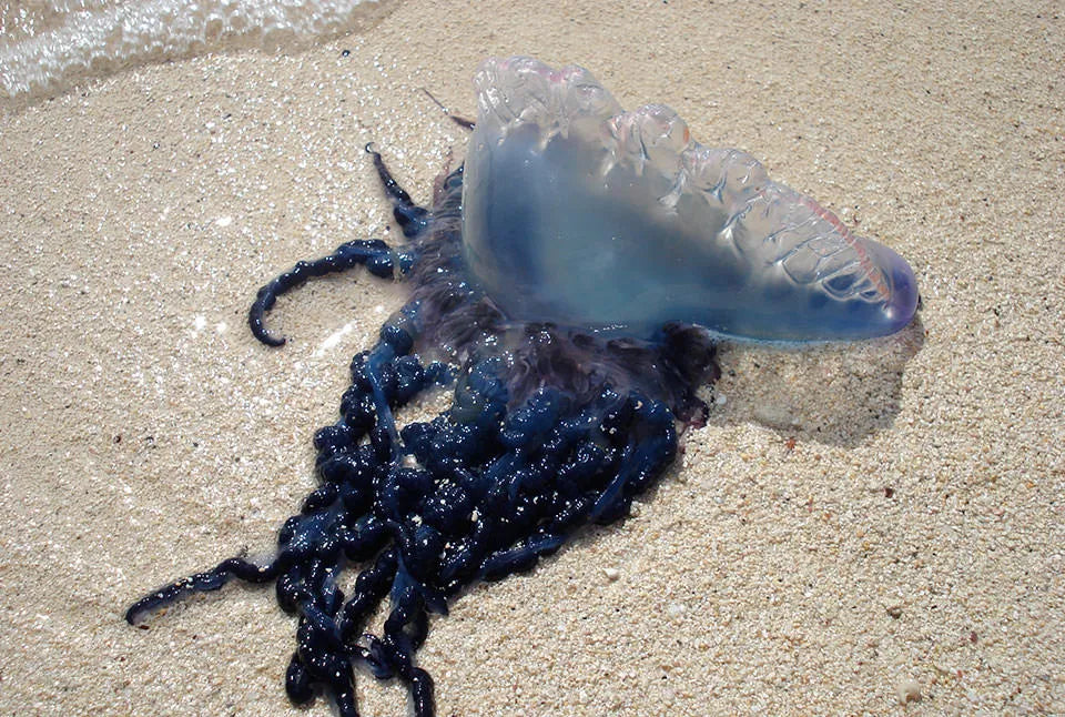 Why Are There So Many Jellyfish This Year? The Science Behind Marine Blooms