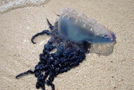 Why Are There So Many Jellyfish This Year? The Science Behind Marine Blooms