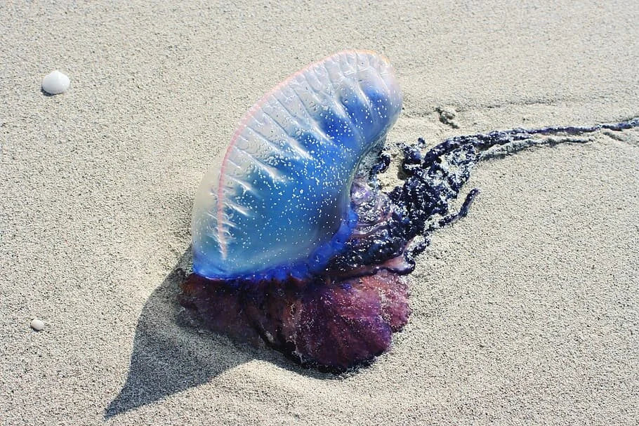 Jellyfish in Portugal: Algarve Warnings & Portuguese Man o’ War Guide